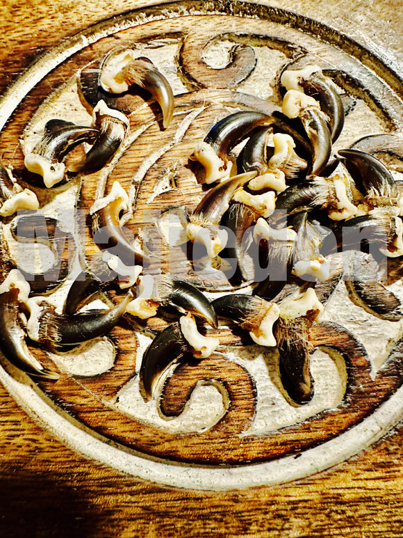 Coyote claws- Protected Majic/ defensive / keep enemies back/ keep unwanted energy away