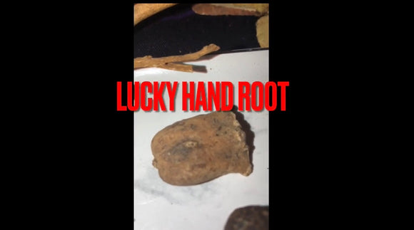 Lucky hand root- (Mini) powerful root/ curio to help you stay active in rituals / move spells swifter/ helps create heavier energy/ pulls in luck blessings abundance And all things needed/ help your Majic boost/work/finances/business
