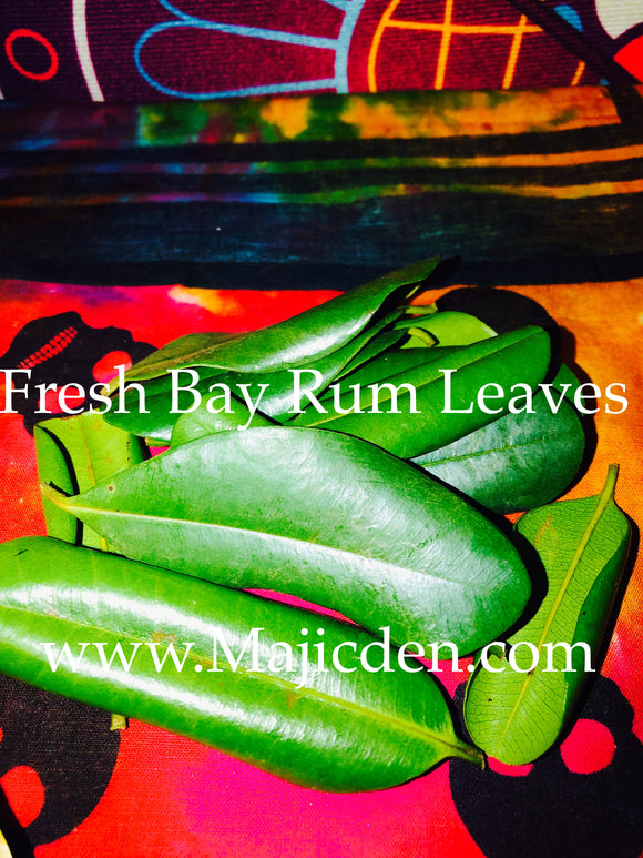 Bay rum  leaves (Sun dried ) & Other fresh leaves / make rum mixes / oil / spiritual water/ also available- lemon leaves/ all spice / abre Camino / cinnamon fresh leaves Rue leaves fresh (I have dry and fresh)Make your Herbal baths