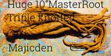 ✨Whole Master Root - /Also known as Masterwort/Rulers wort- wisdom/ courage powerful protective strengthening Root- master all that’s put in your path-powerful protective strengthening root /Master all things - large long Roots(drop down menu )