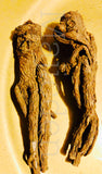 ✨Whole Master Root - /Also known as Masterwort/Rulers wort- wisdom/ courage powerful protective strengthening Root- master all that’s put in your path-powerful protective strengthening root /Master all things - large long Roots(drop down menu )