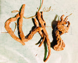 ✨Whole Master Root - /Also known as Masterwort/Rulers wort- wisdom/ courage powerful protective strengthening Root- master all that’s put in your path-powerful protective strengthening root /Master all things - large long Roots(drop down menu )