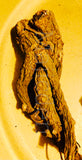 ✨Whole Master Root - /Also known as Masterwort/Rulers wort- wisdom/ courage powerful protective strengthening Root- master all that’s put in your path-powerful protective strengthening root /Master all things - large long Roots(drop down menu )