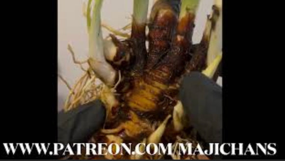 Fresh (Real)-Jezebel root- used for ladies of the night / strippers/Bartenders /sugars daddy and to gain generosity of clients/Customers